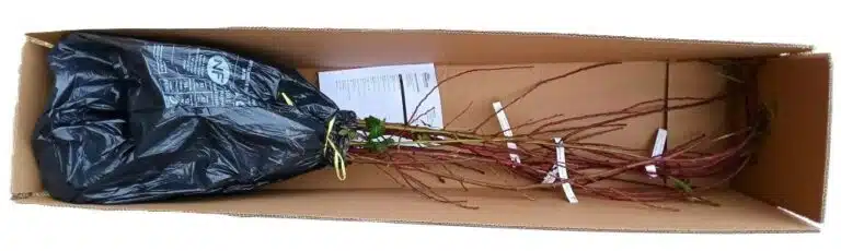 Livraison de pommiers bio et arbres fruitiers en racines nues