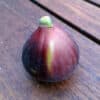 pepiniere-biologique-arbre-figue-ronde-de-bordeaux-fruit