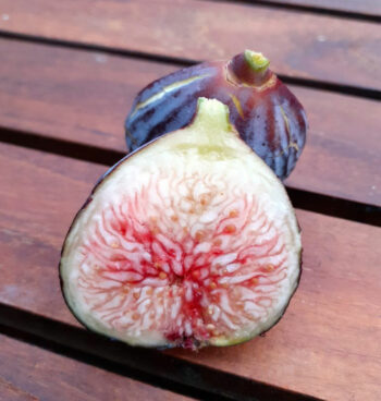pepiniere-biologique-arbre-figue-sultane-coupe