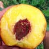 pepiniere-biologique-arbre-peche-red-haven-coupe