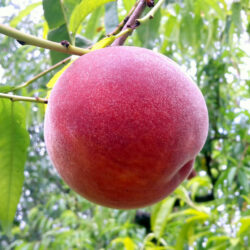pepiniere-biologique-arbre-peche-red-haven-fruit