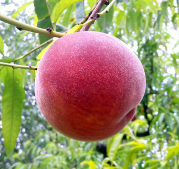 pepiniere-biologique-arbre-peche-red-haven-fruit