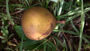 pepiniere-biologique-arbre-poire-general-leclerc-fruit