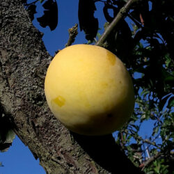 pepiniere-biologique-arbre-prune-enorme-de-saint-jean-fruit