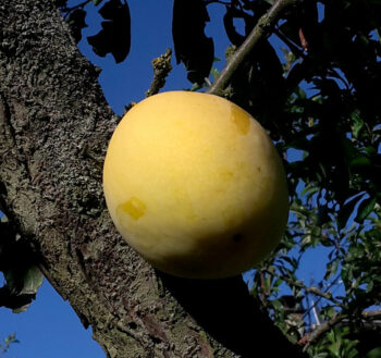 pepiniere-biologique-arbre-prune-enorme-de-saint-jean-fruit