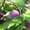 pepiniere-biologique-arbre-prune-helena-fruit-2