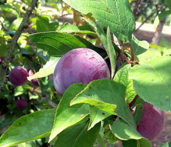 pepiniere-biologique-arbre-prune-helena-fruit-2