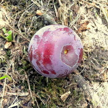 pepiniere-biologique-arbre-prune-helena-fruit