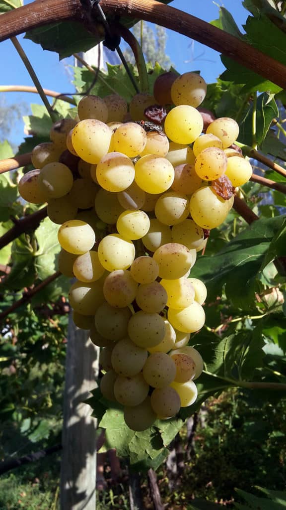 pepiniere-biologique-vigne-raisin-palatina