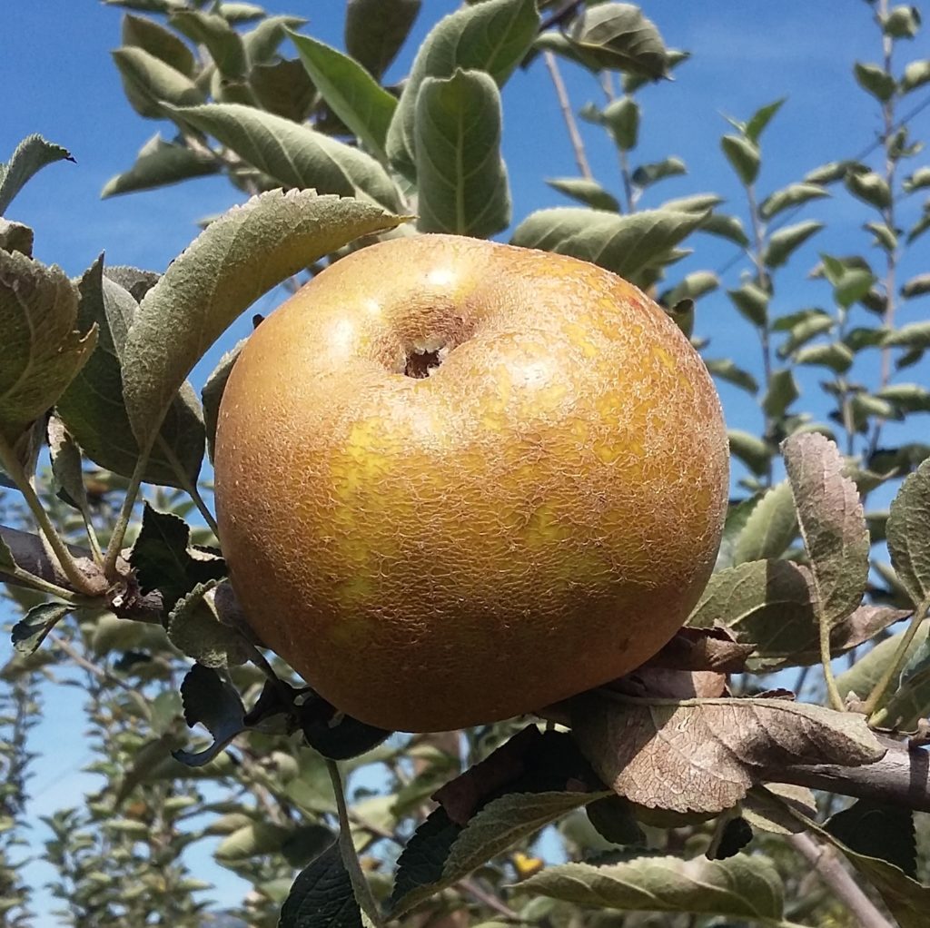 pepiniere-biologique-arbre-pomme-reinette-grise-du-canada-fruit