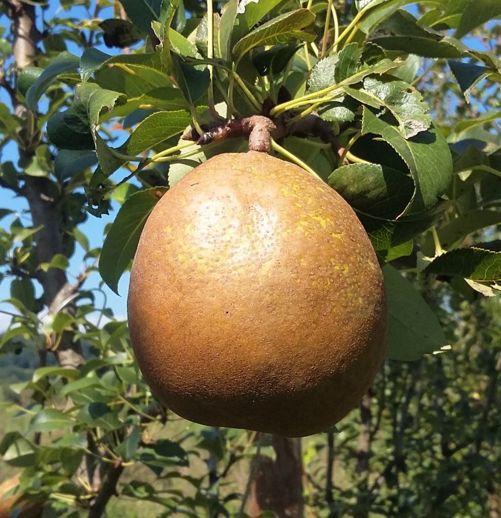 pepiniere-biologique-arbre-poire-General-Leclerc-fruit
