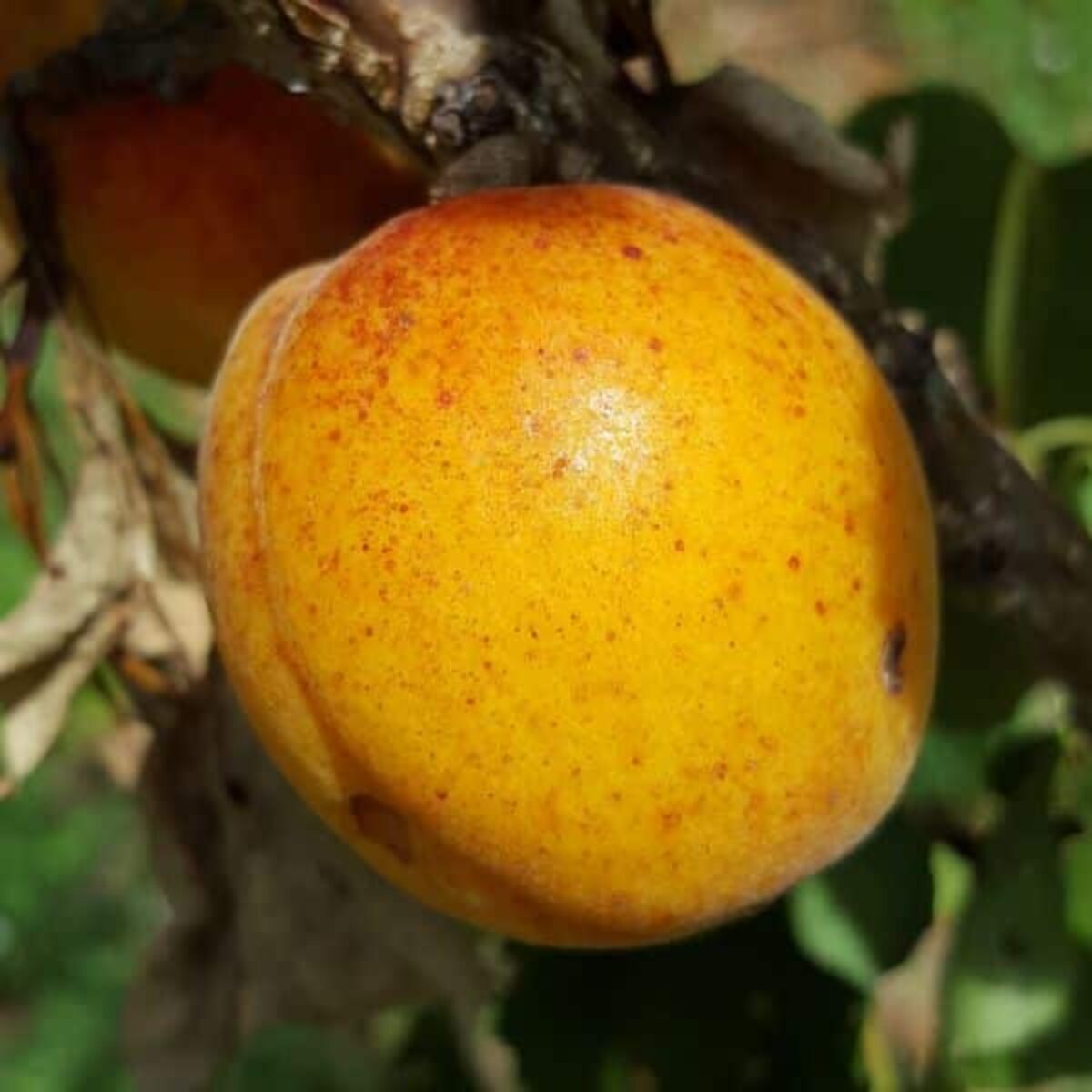 Abricotier - Polonais - Bio