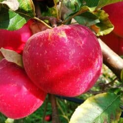 Pomme Melrose