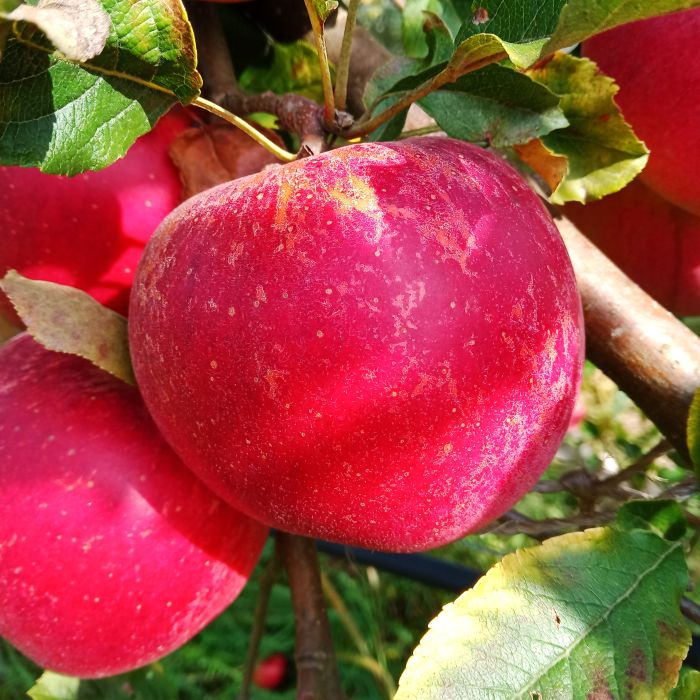 Pomme Melrose