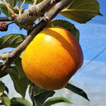 Pommier bio Reine des reinettes