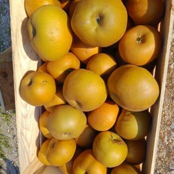 Pommes Reinette Grise du Canada