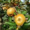 Pommier Reinette grise du canada