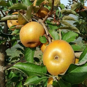 Pommier Reinette grise du canada