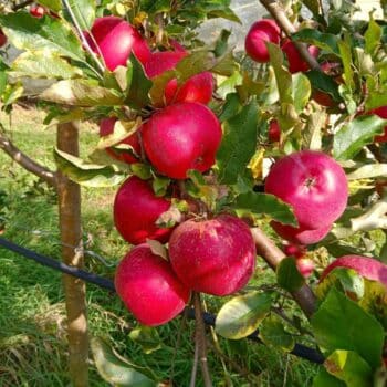 Pommes Melrose dans l'arbre