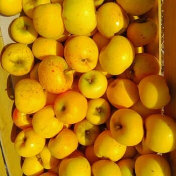 Caisse de pommes Reinette dorée
