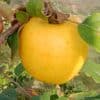 Pomme reinette dorée