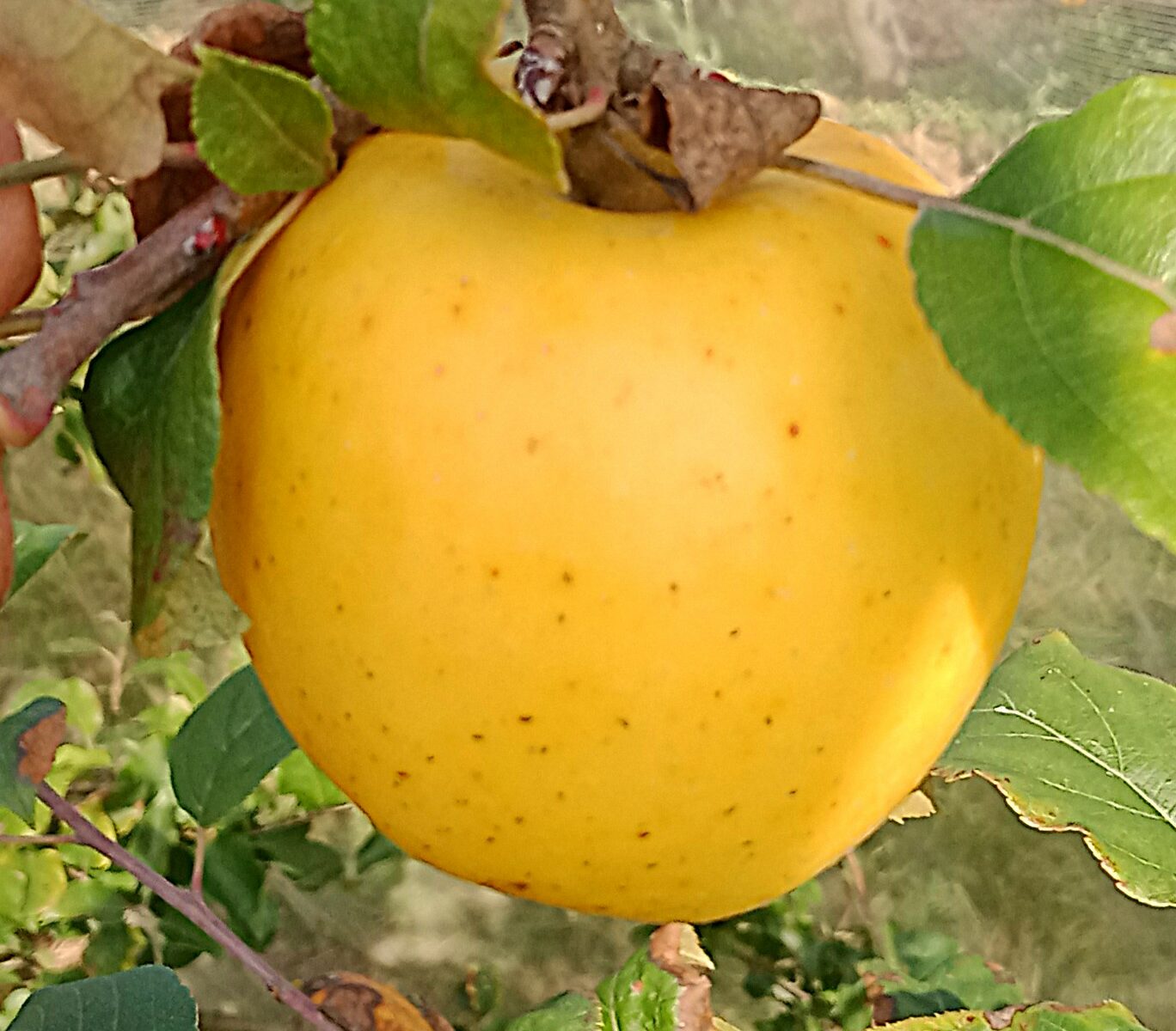 Pomme reinette dorée
