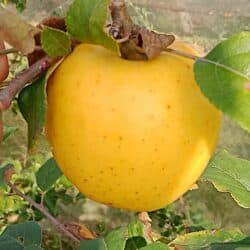 Pomme reinette dorée