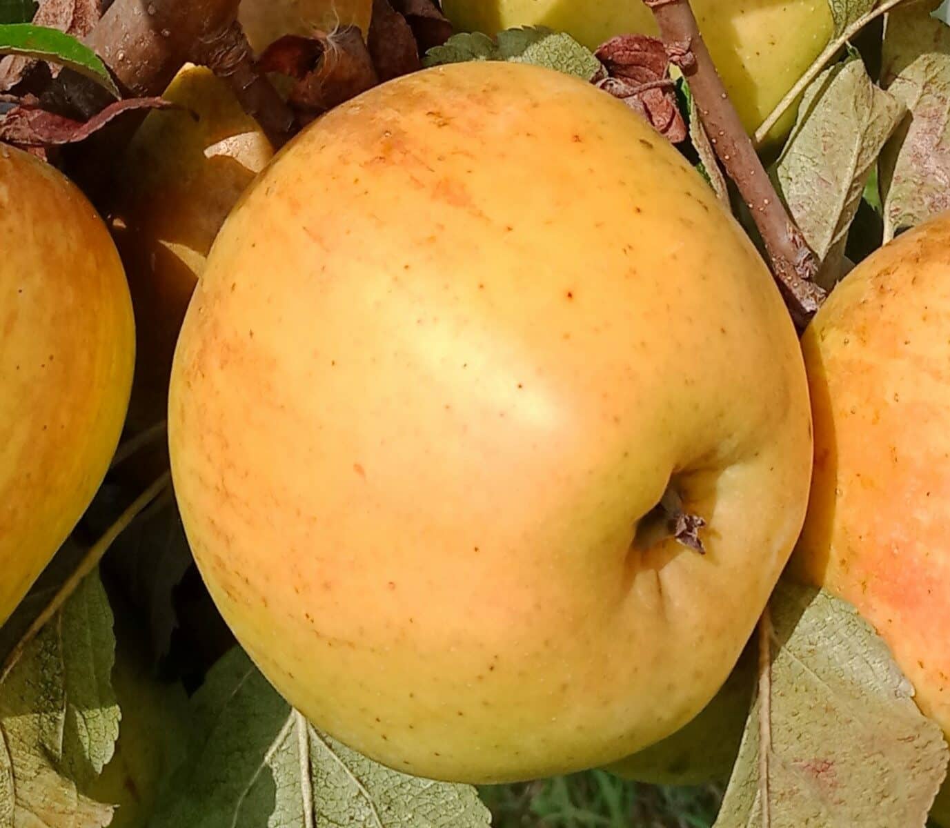 Pomme Sainte Germaine