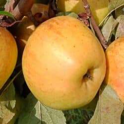 Pomme Sainte Germaine