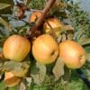Pommes Sainte Germaine