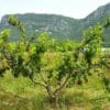 Pêcher Bio Rouge D'occitanie