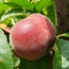 Pêcher Bio Rouge D'occitanie