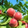 Pêcher Rouge d'occitanie bio