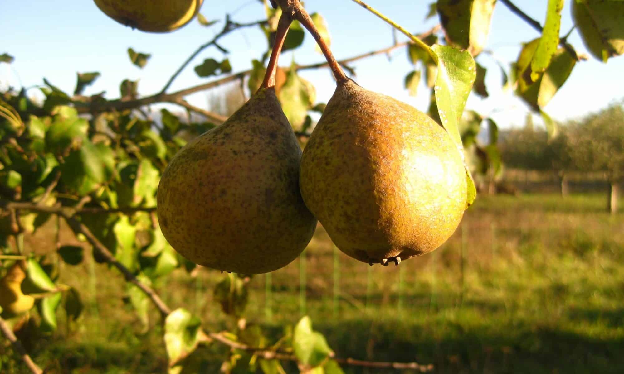 Poire Chapelan