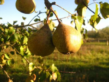 Poire Chapelan