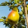 Poirie Bio Guyot