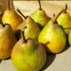 Poire à Clément