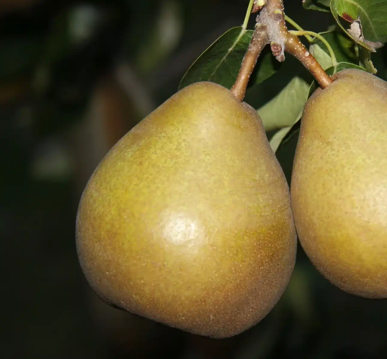 Poire Beurré Hardy