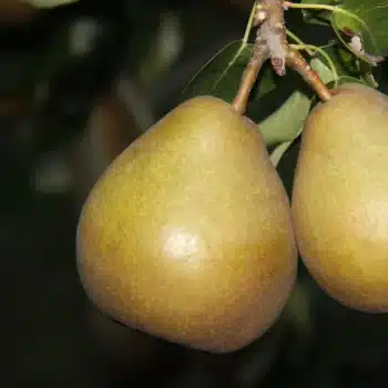 Poire Beurré Hardy