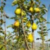 Poire bio Jules Guyot