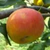 Pommes Boskoop bouroux