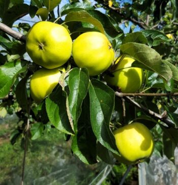 Pommier Bio Belchard - Chanteclerc