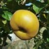Pommier biologique Grise du Canada