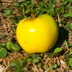 Pomme Reinette dorée AB