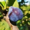 Une prune Datil bio sur une branche