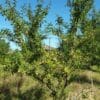 Prunes Mirabelles bio