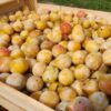 Mirabelles