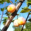 Mirabelles