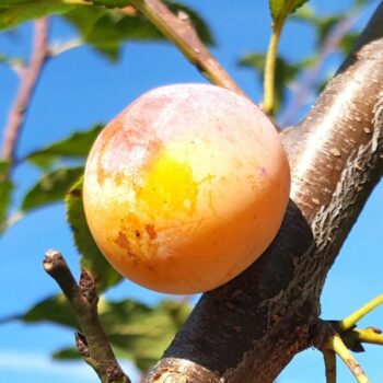 Prunes Mirabelles bio