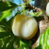 Prunes Reine Claude Dorée